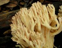 Ramaria botrytis image