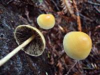 Hypholoma marginatum image