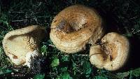 Lactarius psammicola image