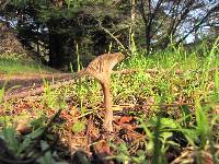 Pseudoclitocybe cyathiformis image