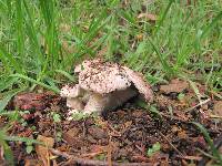 Agaricus subsubensis image