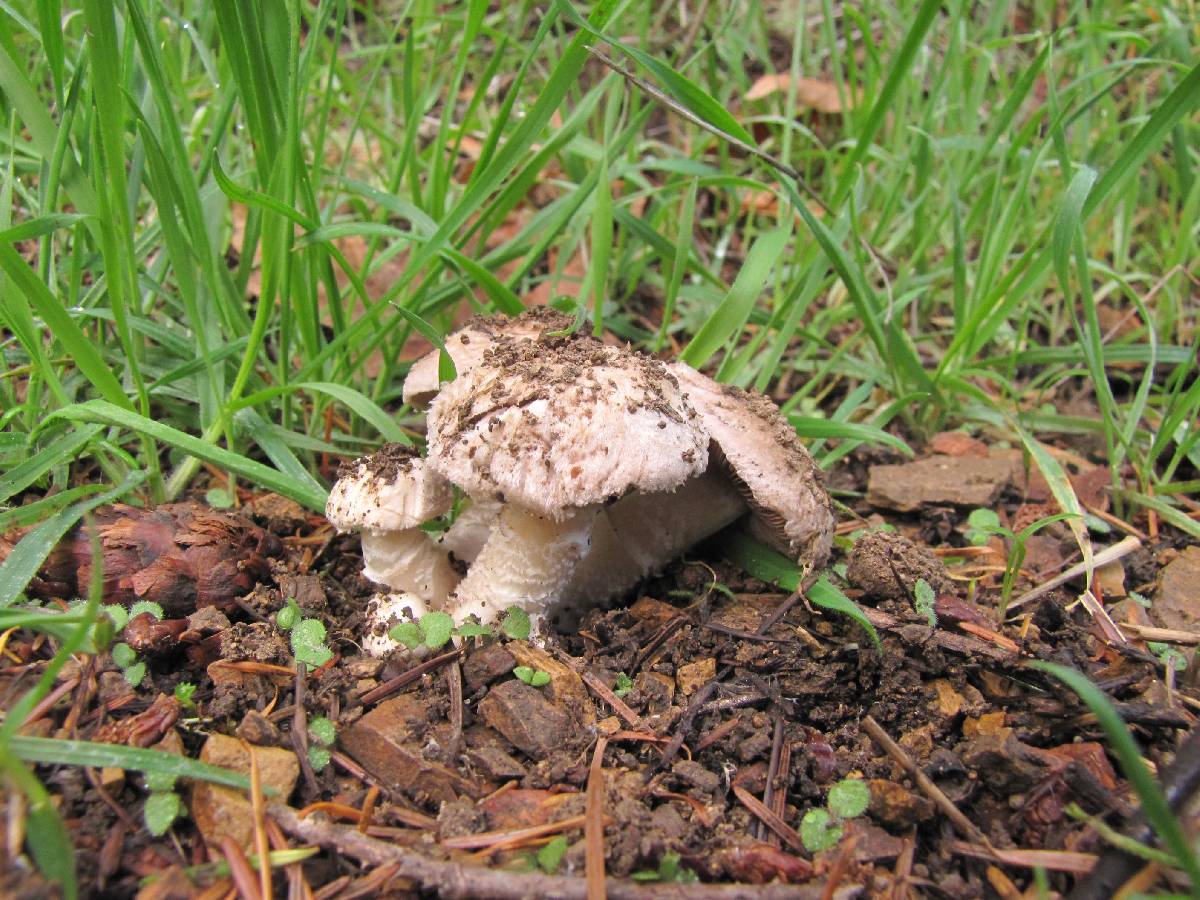 Agaricus subsubensis image