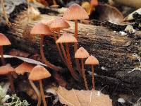 Mycena californiensis image