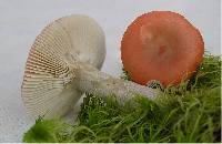 Russula griseascens image