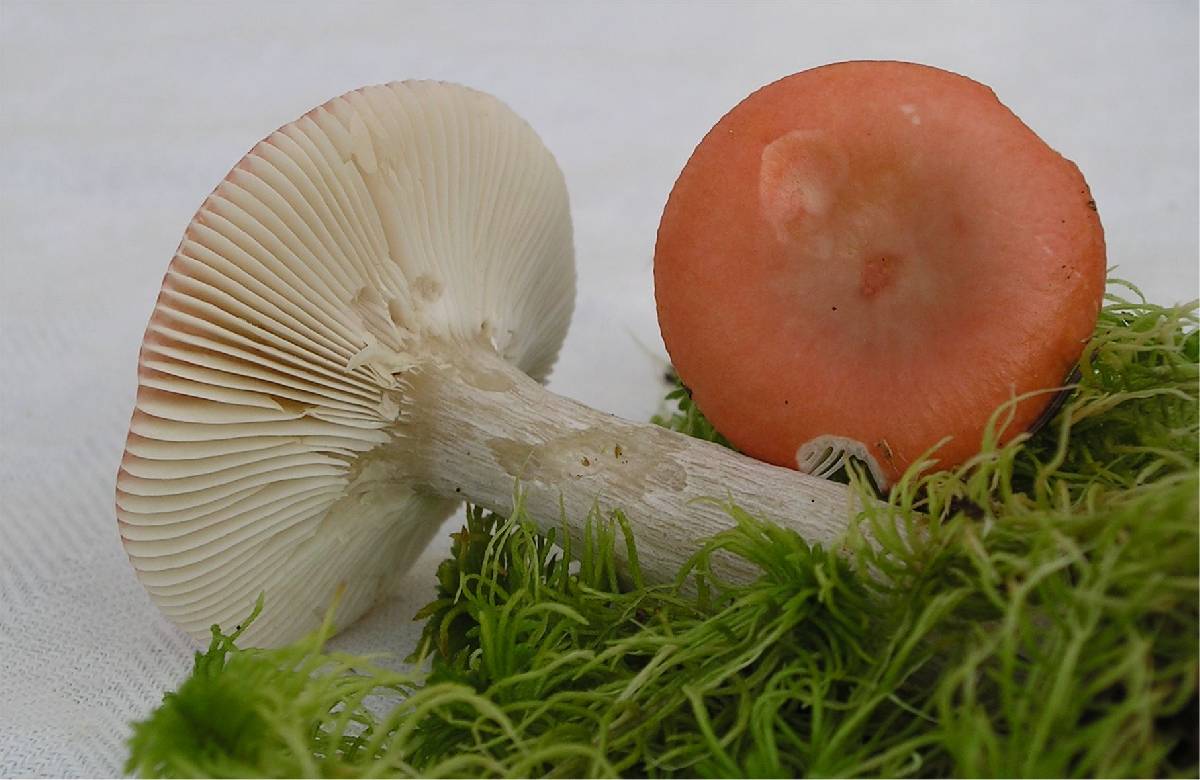 Russula griseascens image