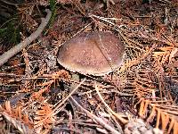 Boletus zelleri image