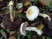 Agaricus semotus image