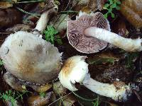 Agaricus semotus image