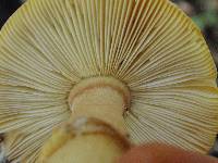 Amanita augusta image