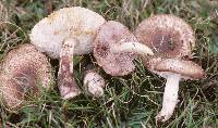 Leucoagaricus brunnescens image