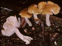 Entoloma bicolor image