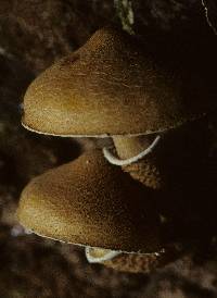 Cystoderma granosum image