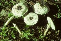 Lepiota felina image