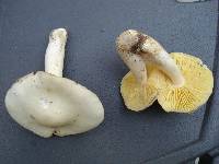 Entoloma luridum image