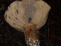 Russula nigricans image