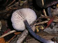 Entoloma nigroviolaceum image