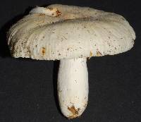 Russula albolutescens image