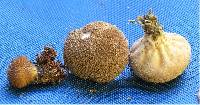 Lycoperdon nigrescens image