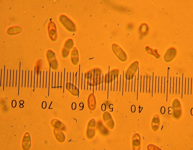 Rhizopogon villosulus image