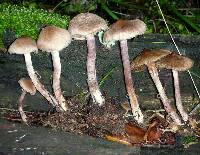 Inocybe griseolilacina image