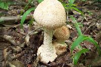 Amanita daucipes image