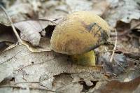 Boletus vermiculosoides image