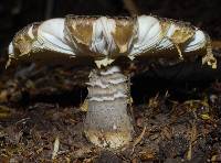 Amanita nothofagi image