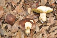 Boletus regineus image