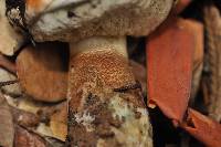 Leccinum manzanitae image