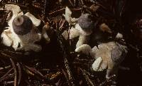 Geastrum quadrifidum image