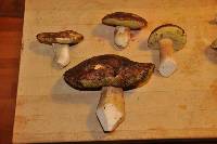 Boletus regineus image