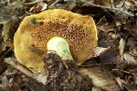 Boletus sensibilis image