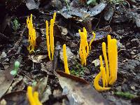 Clavulinopsis laeticolor image