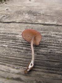 Entoloma catalaunicum image