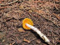 Hygrocybe flavifolia image