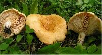 Lactarius acerrimus image