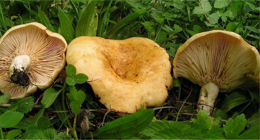 Lactarius acerrimus image