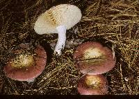 Russula vinosa image