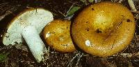 Russula decolorans image