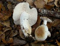 Hygrophorus roseobrunneus image