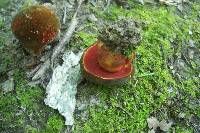 Boletus luridus image