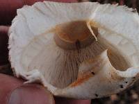 Chlorophyllum rachodes image