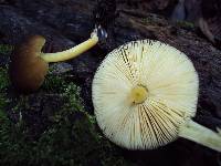 Pluteus romellii image