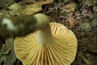 Lactarius sumstinei image