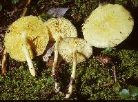 Rhodocollybia maculata var. scorzonerea image