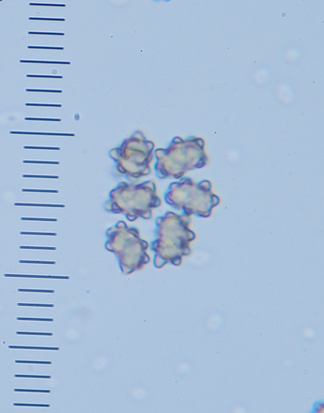 Astrosporina manukanea image
