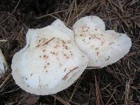 Rhodocollybia maculata image