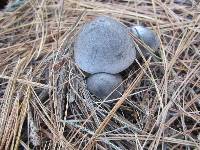 Tricholoma terreum image