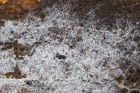 Botryobasidium rubiginosum image