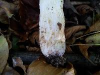 Russula grata image